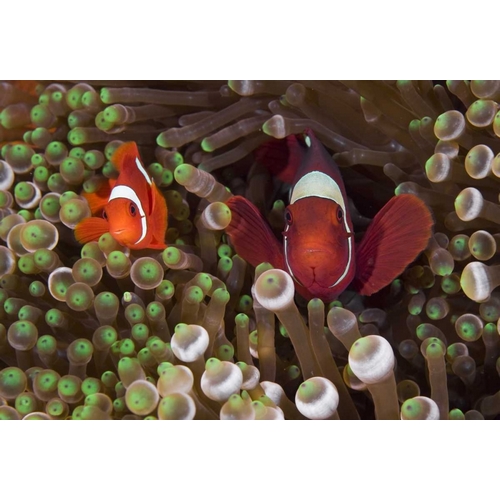 Two Clownfish among anemone tentacles, Indonesia